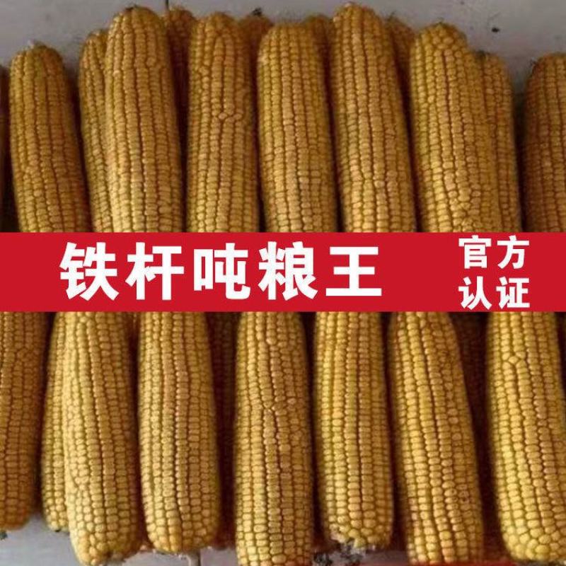 国审高产玉米种子郑单958批发大全大棒白轴抗倒抗旱矮杆苞