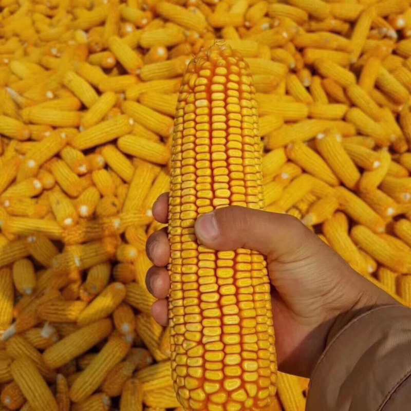 国审高产玉米种子郑单958批发大全大棒白轴抗倒抗旱矮杆苞