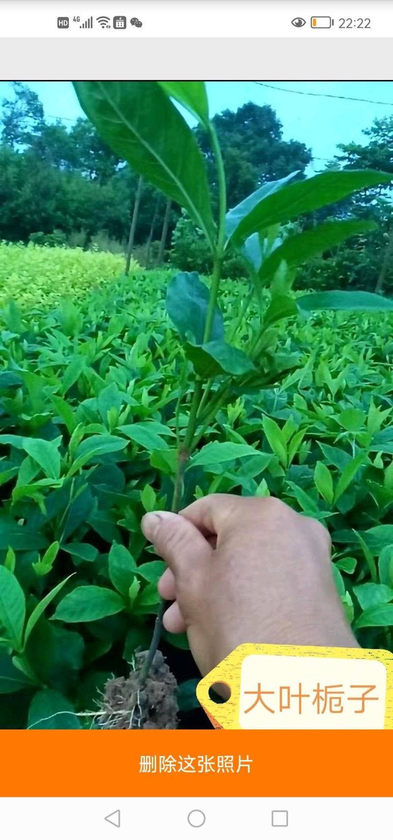 大叶栀子地苗杯苗10一50公分叶片清秀粗壮基地直销