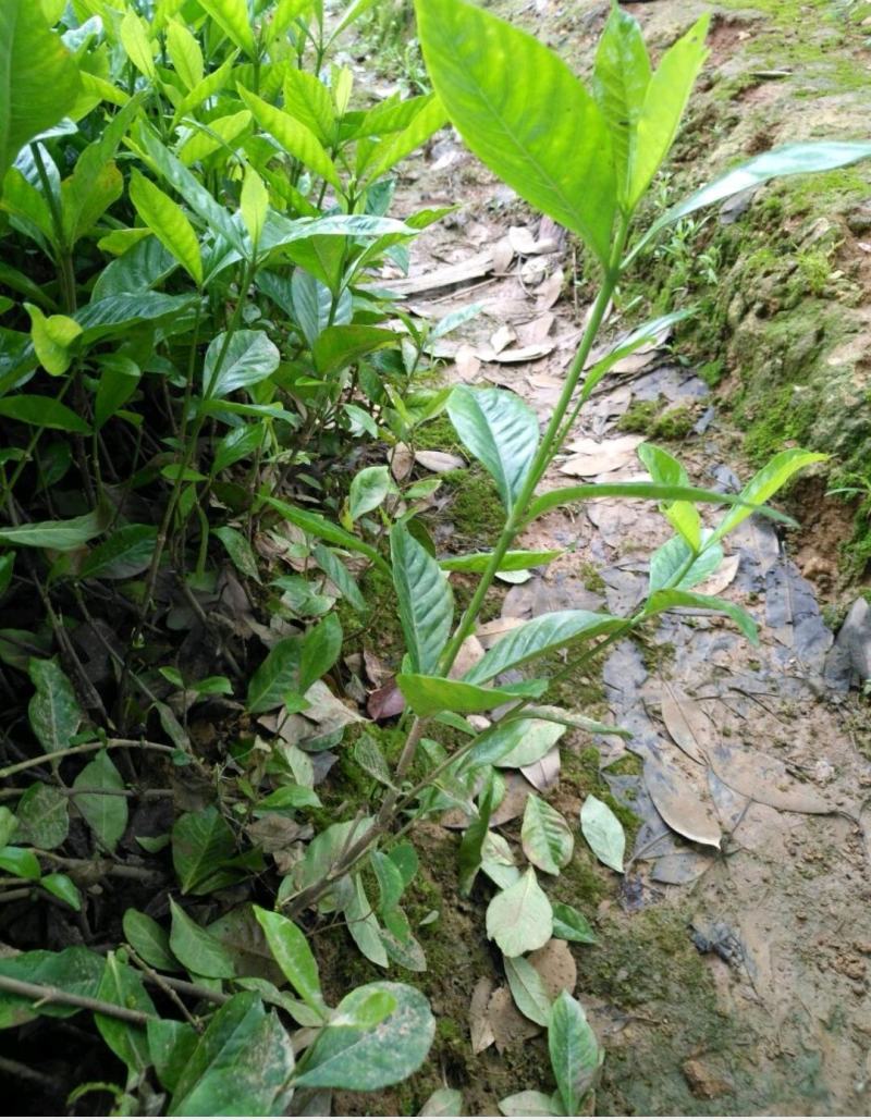 大叶栀子地苗杯苗10一50公分叶片清秀粗壮基地直销