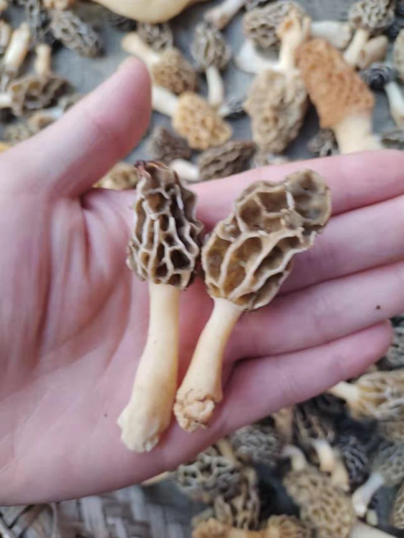 野生羊肚菌，新鲜上市，欢迎下单