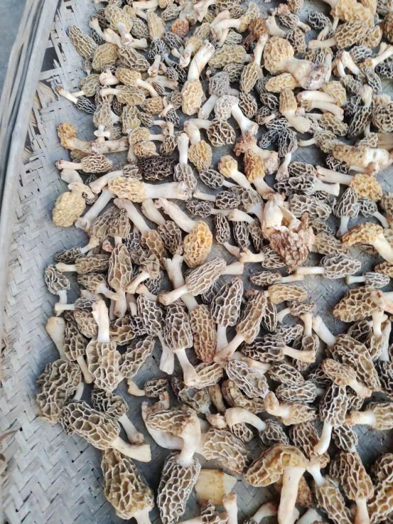 野生羊肚菌，新鲜上市，欢迎下单
