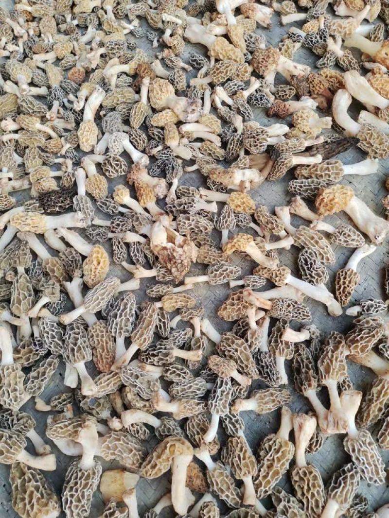 野生羊肚菌，新鲜上市，欢迎下单