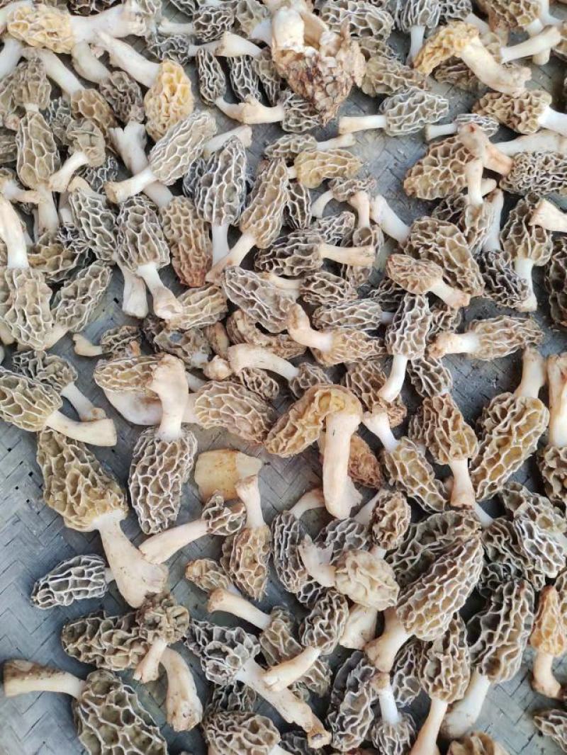 野生羊肚菌，新鲜上市，欢迎下单
