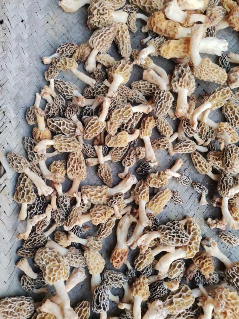 野生羊肚菌，新鲜上市，欢迎下单