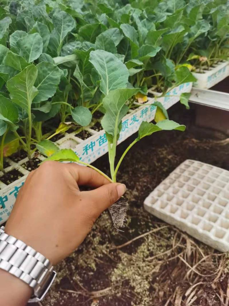 一级西兰花苗，青花苗，包成活率，提供技术指导，顺丰空运