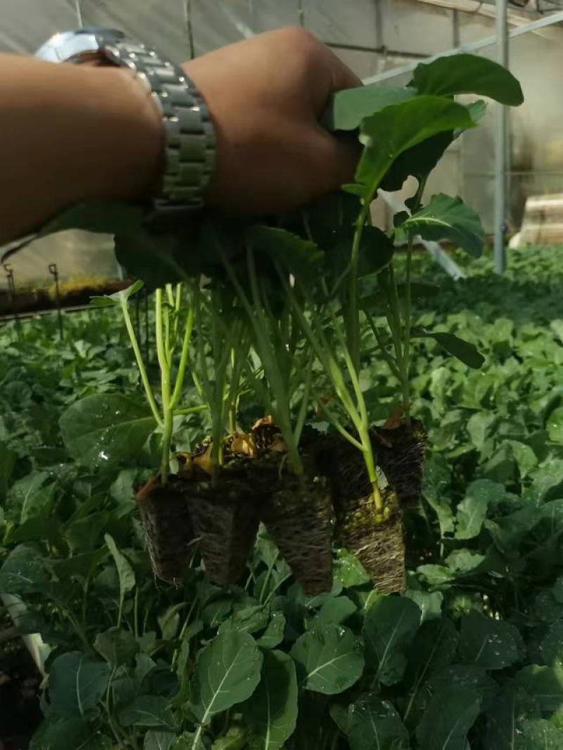 一级西兰花苗，青花苗，包成活率，提供技术指导，顺丰空运