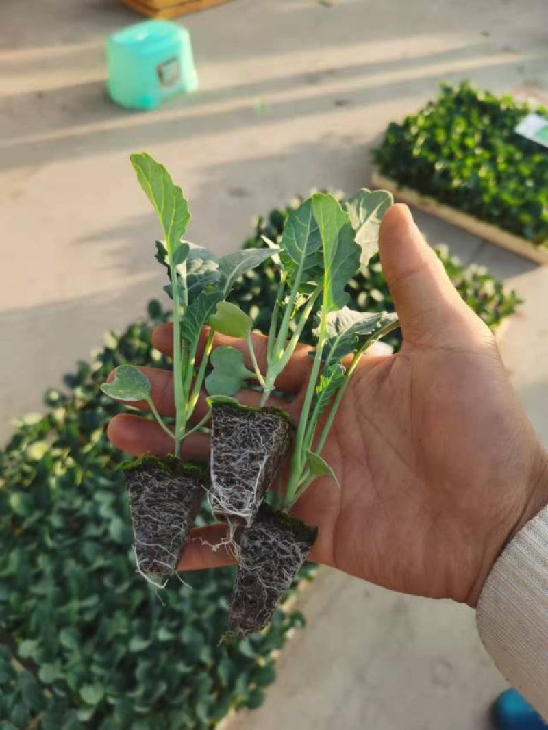 一级西兰花苗，青花苗，包成活率，提供技术指导，顺丰空运