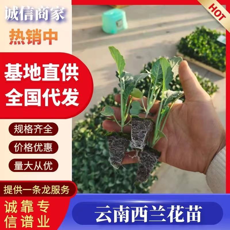 一级西兰花苗，青花苗，包成活率，提供技术指导，顺丰空运