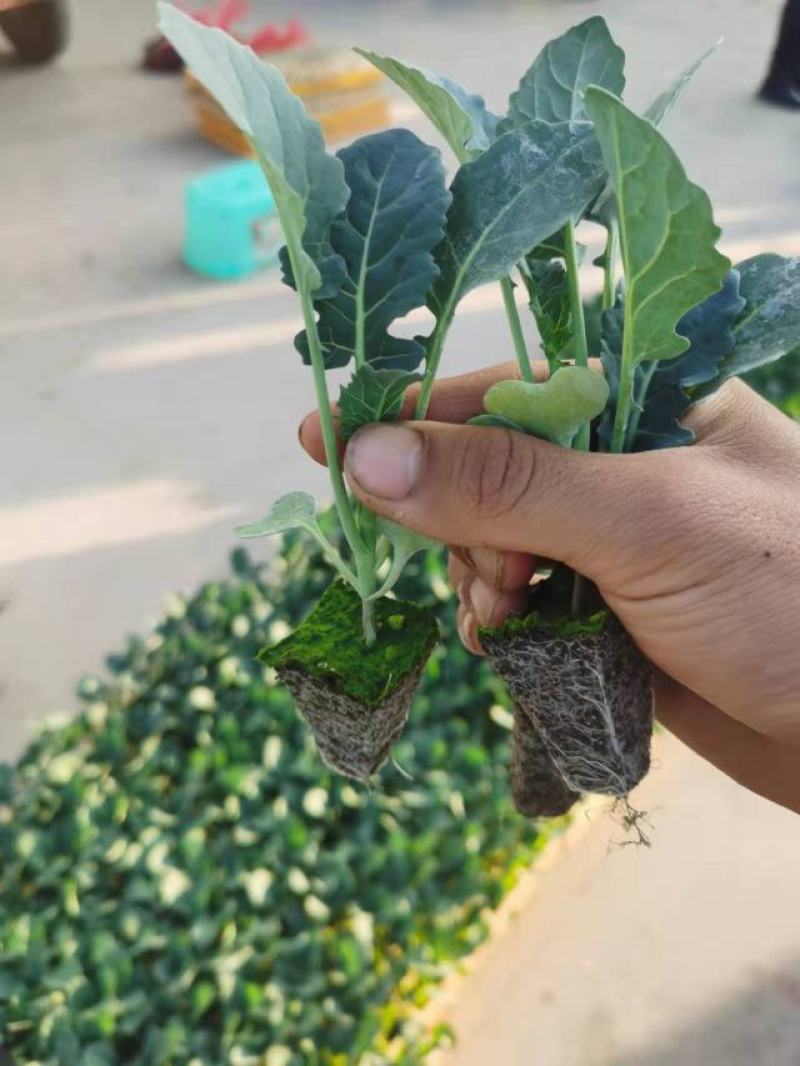 一级西兰花苗，青花苗，包成活率，提供技术指导，顺丰空运