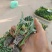 一级西兰花苗，青花苗，包成活率，提供技术指导，顺丰空运