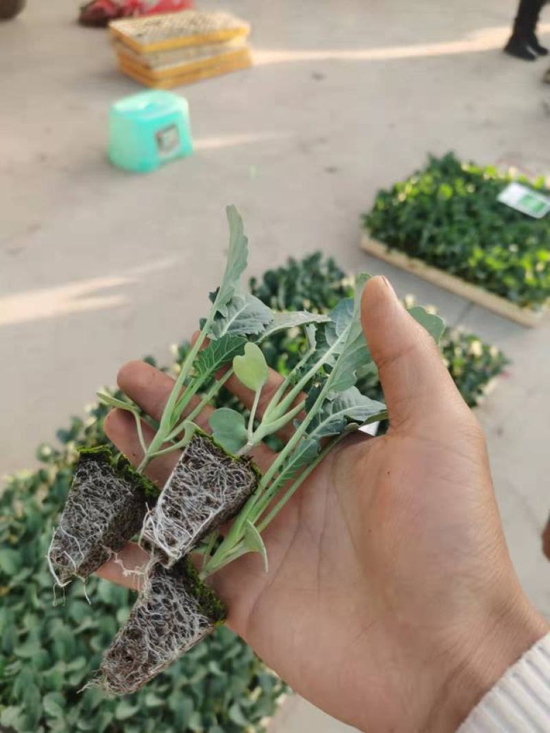 一级西兰花苗，青花苗，包成活率，提供技术指导，顺丰空运