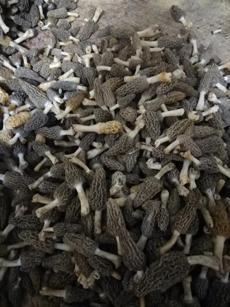 野生羊肚菌，新鲜上市，欢迎下单