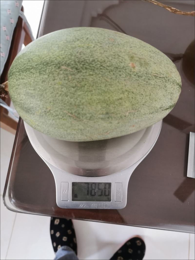 哈密瓜晓蜜哈密瓜一件代发