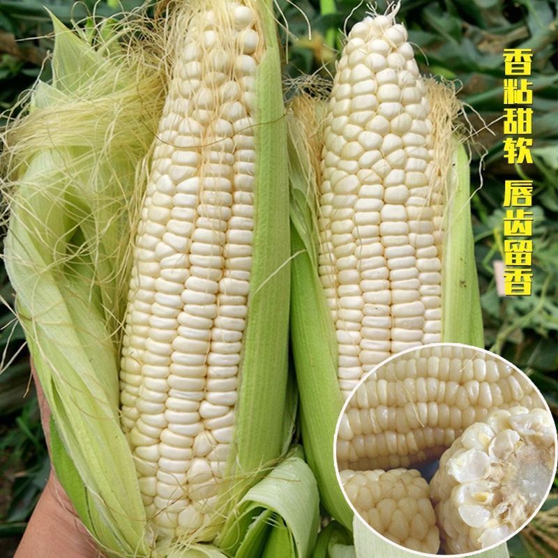 大禹牌白甜糯708杂交白糯玉米种子早熟口感好甜糯玉米粘