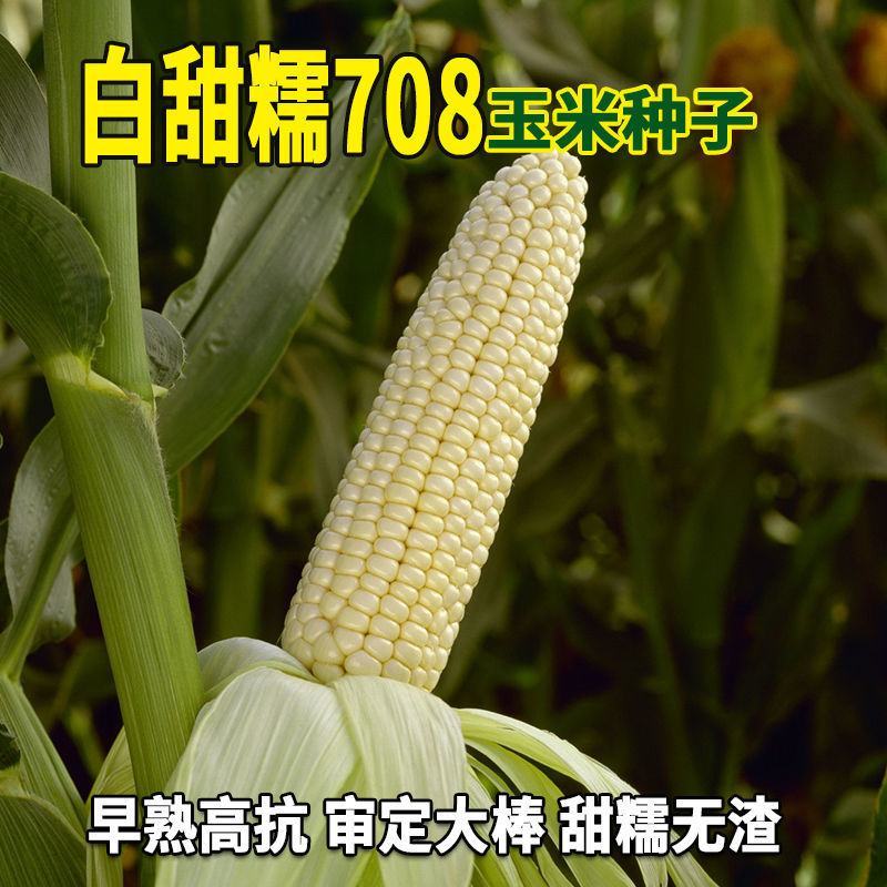大禹牌白甜糯708杂交白糯玉米种子早熟口感好甜糯玉米粘