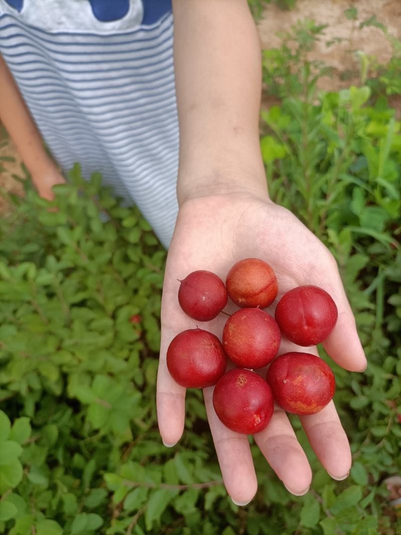 钙果苗量大需要联系。