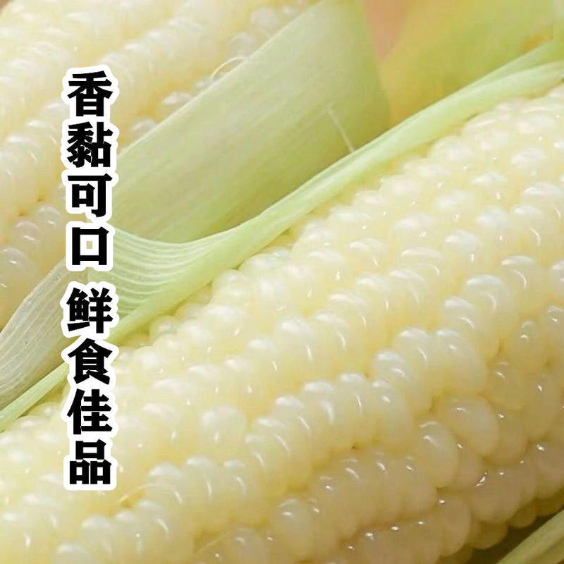 苏玉糯5号白玉米种籽春季夏季大田甜糯水果玉米种子白糯玉