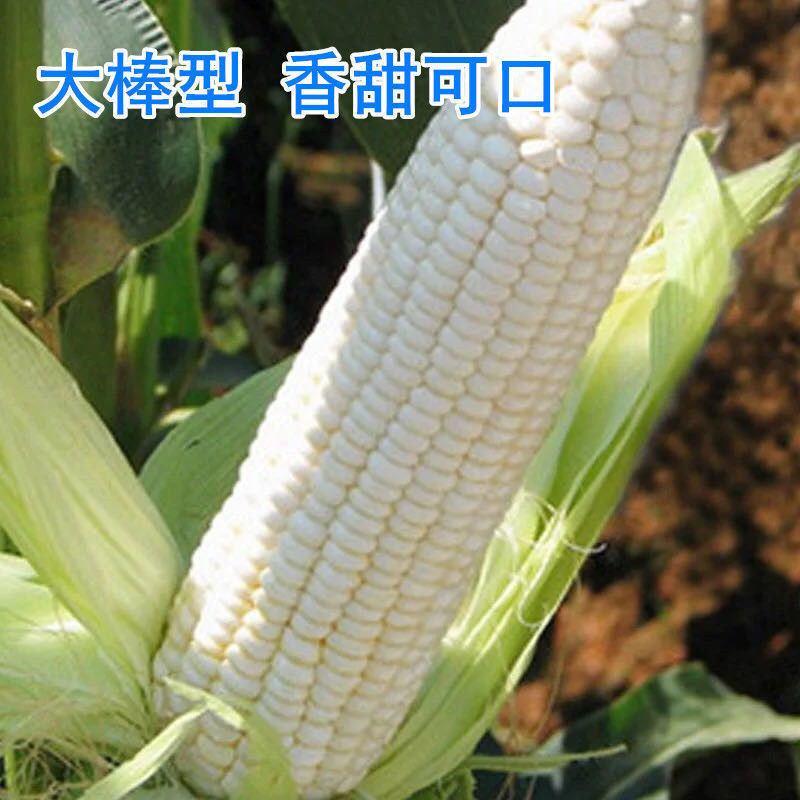 苏玉糯5号白玉米种籽春季夏季大田甜糯水果玉米种子白糯玉