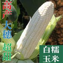 白甜糯玉米种子甜软糯白玉米种籽高产量耐热抗病早熟玉米种子