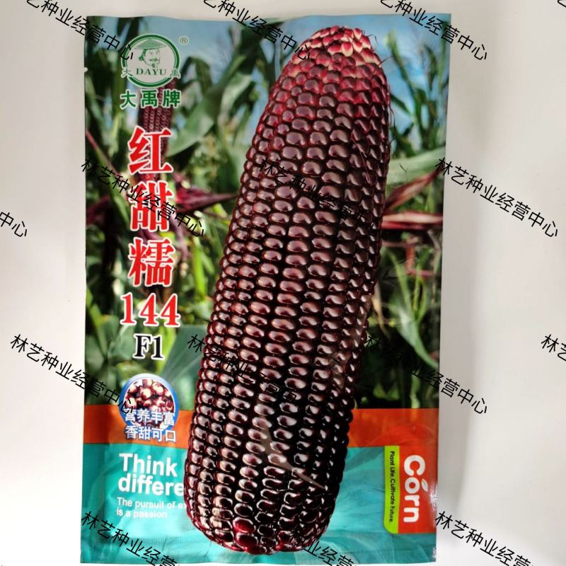 大禹红甜糯144黑红色甜加糯玉米种子黑玉米鲜食高产抗病春