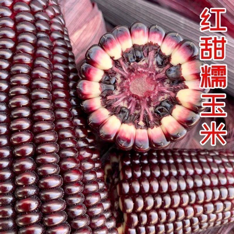 大禹红甜糯144黑红色甜加糯玉米种子黑玉米鲜食高产抗病春