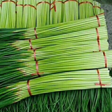河南开封通许红帽蒜苔大量上市中，质量好，价位便宜，互利共