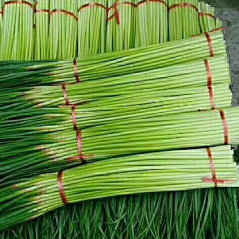 河南开封通许红帽蒜苔大量上市中，质量好，价位便宜，互利共