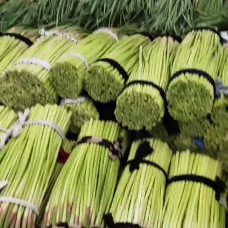 河南开封通许红帽蒜苔大量上市中，质量好，价位便宜，互利共