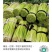 河南开封通许红帽蒜苔大量上市中，质量好，价位便宜，互利共