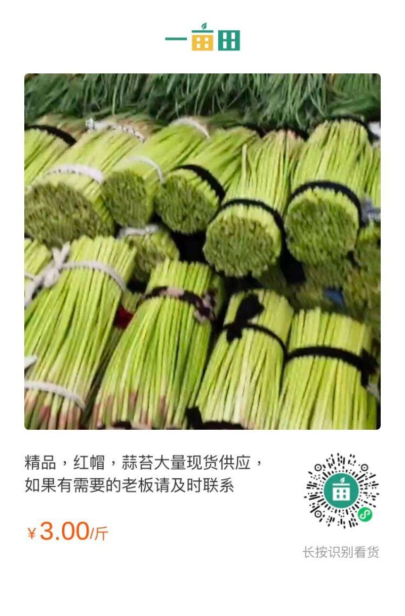 河南开封通许红帽蒜苔大量上市中，质量好，价位便宜，互利共