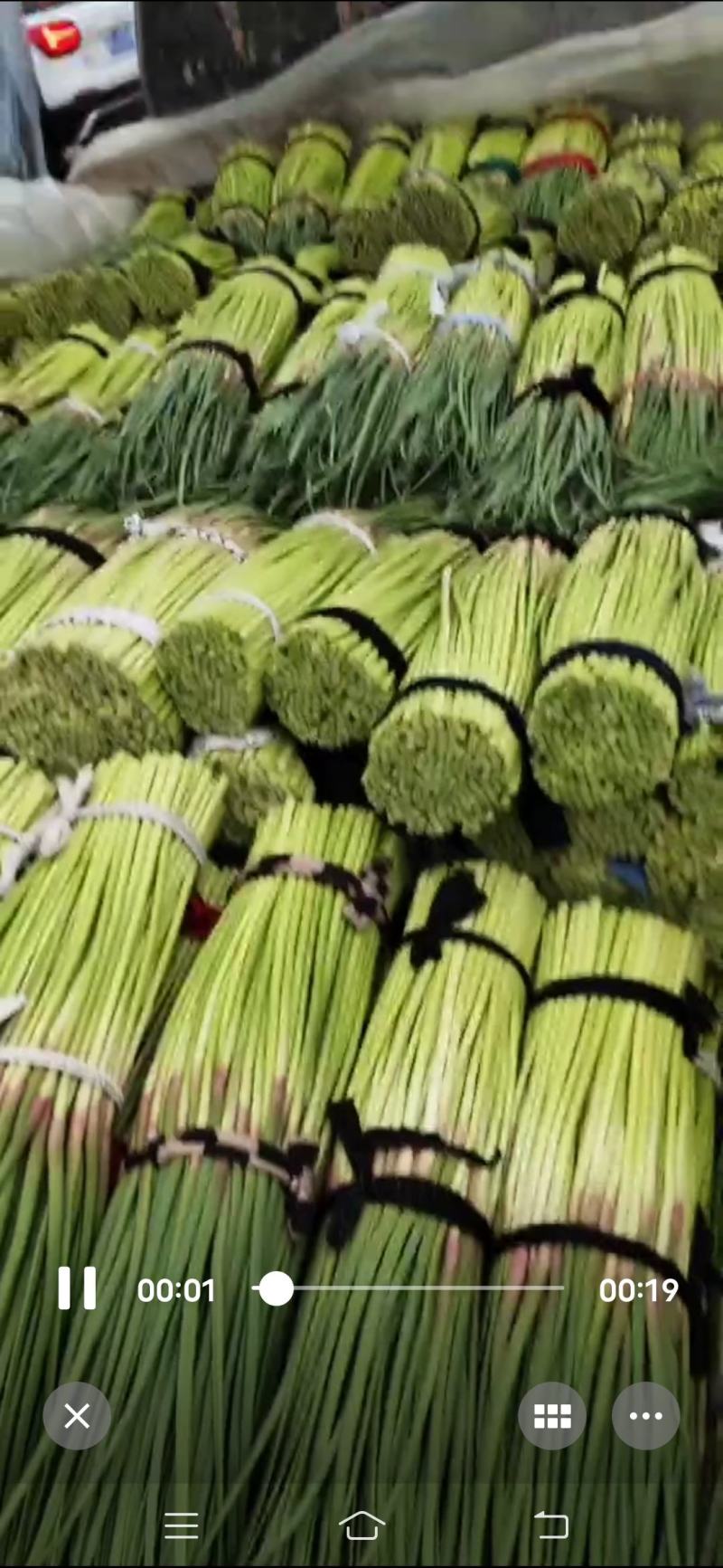 河南开封通许红帽蒜苔大量上市中，质量好，价位便宜，互利共