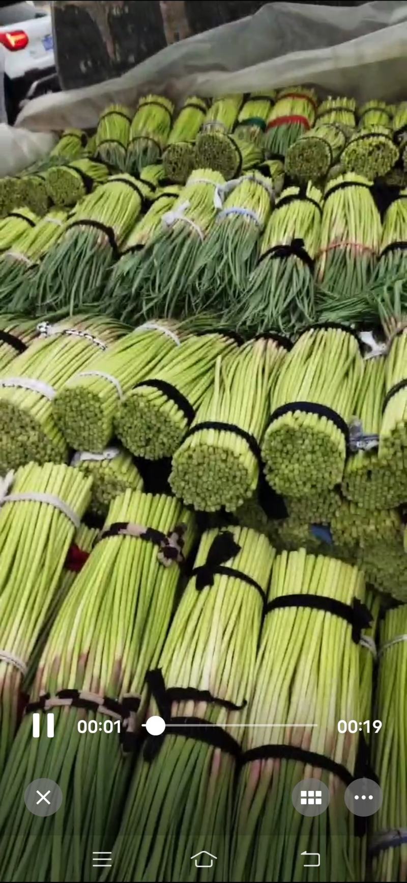 河南开封通许红帽蒜苔大量上市中，质量好，价位便宜，互利共