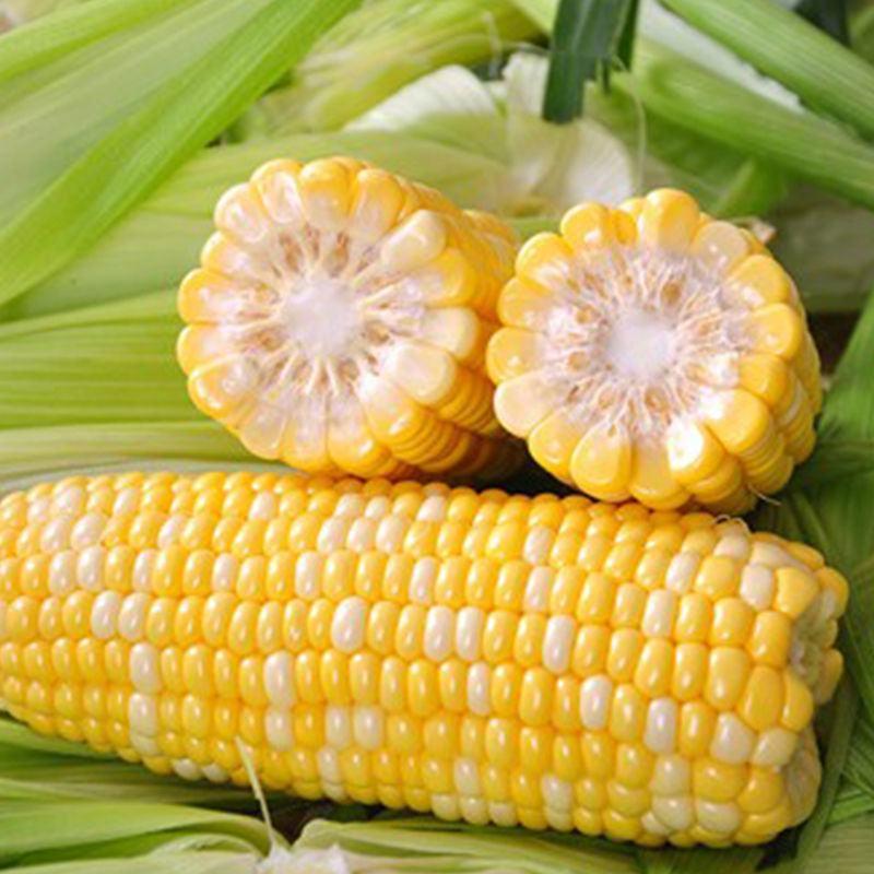 金辉甜505玉米种子大棒早熟水果玉米种籽黄白双色清甜鲜食