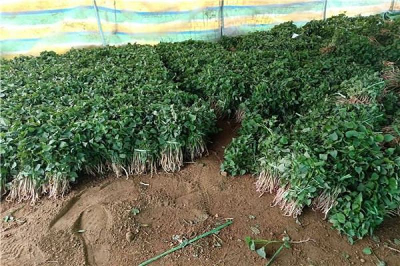 河北石家庄藁城红薯苗龙薯九西瓜红商薯19品种齐全量大从优