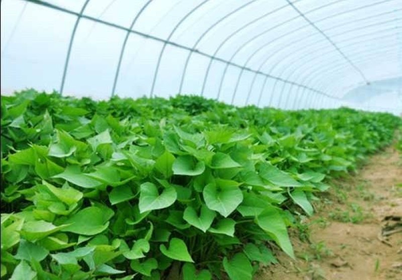 河北石家庄藁城红薯苗龙薯九西瓜红商薯19品种齐全量大从优