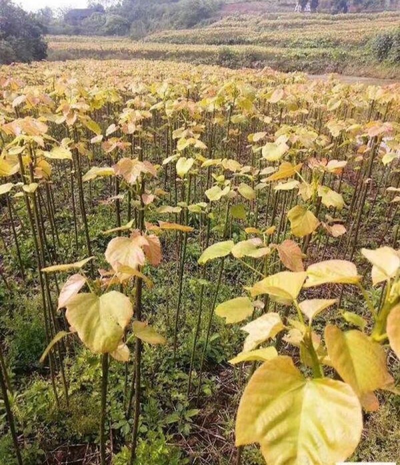 油桐实生苗