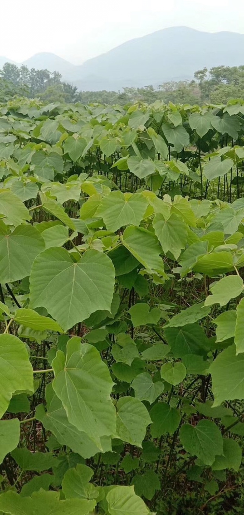 油桐实生苗