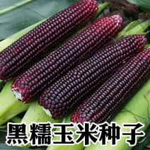 大禹牌黑糯007大棒型黑糯玉米种子晚熟鲜食甜香粘糯种籽花