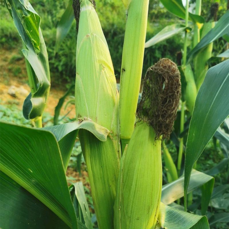 大禹牌黑糯007大棒型黑糯玉米种子晚熟鲜食甜香粘糯种籽花