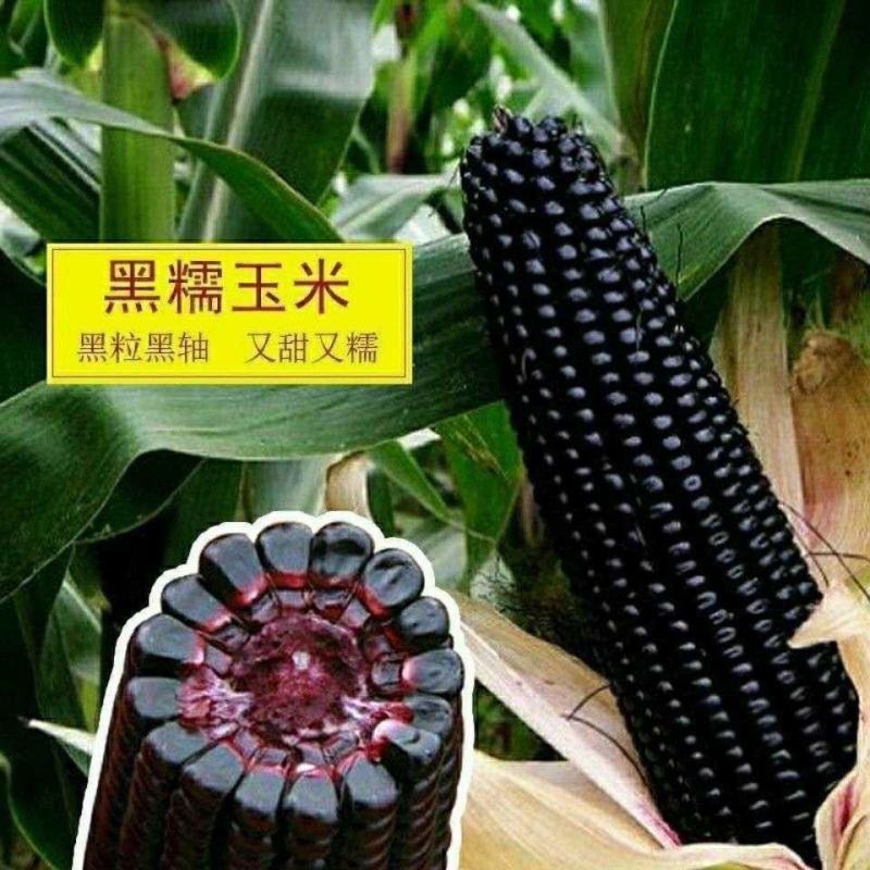 大禹牌黑糯007大棒型黑糯玉米种子晚熟鲜食甜香粘糯种籽花