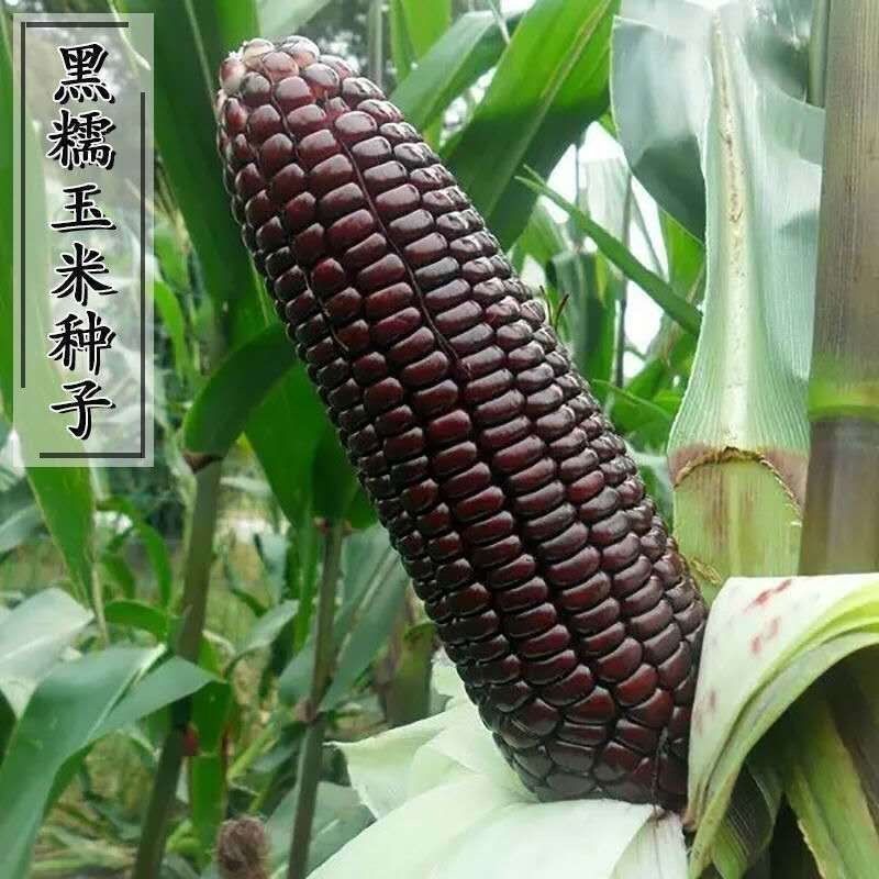 大禹牌黑糯007大棒型黑糯玉米种子晚熟鲜食甜香粘糯种籽花