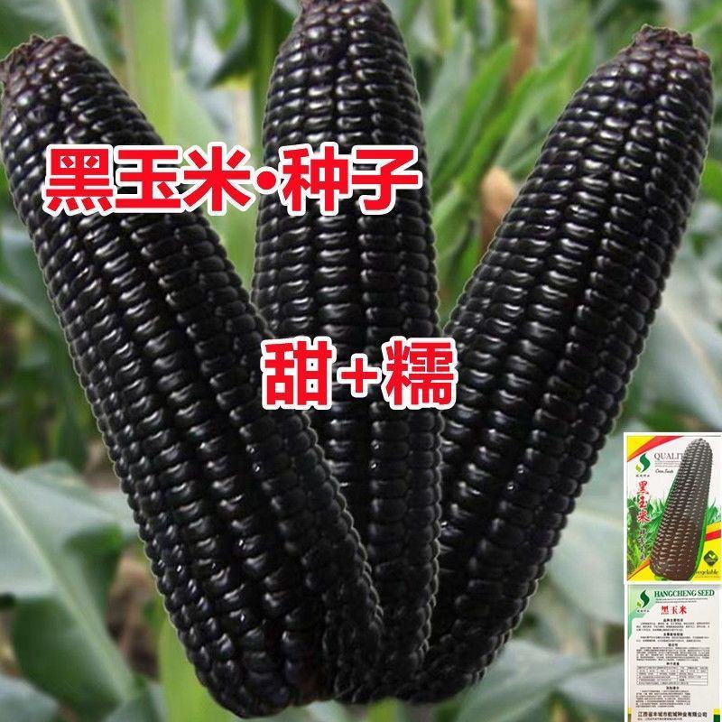 大禹牌黑糯007大棒型黑糯玉米种子晚熟鲜食甜香粘糯种籽花