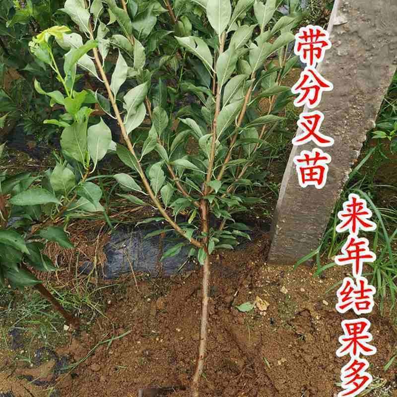 李子苗死苗补发蜂糖李子苗现挖现发