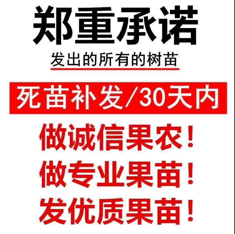 李子苗死苗补发蜂糖李子苗现挖现发