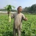 欧雅一号萝卜种子欧雅1号夏季耐热耐抽苔抗热越夏杂交萝卜