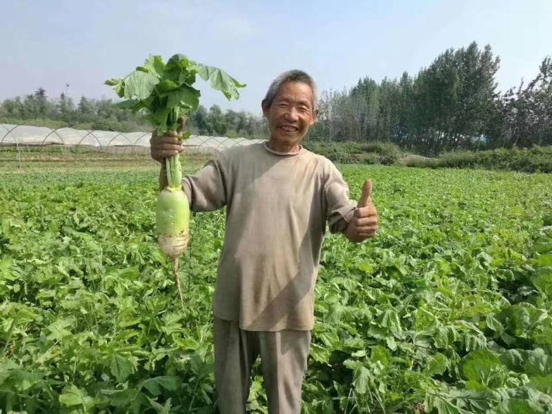 欧雅一号萝卜种子欧雅1号夏季耐热耐抽苔抗热越夏杂交萝卜