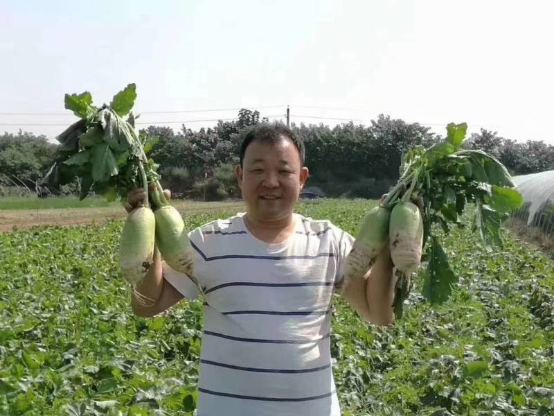 欧雅一号萝卜种子欧雅1号夏季耐热耐抽苔抗热越夏杂交萝卜