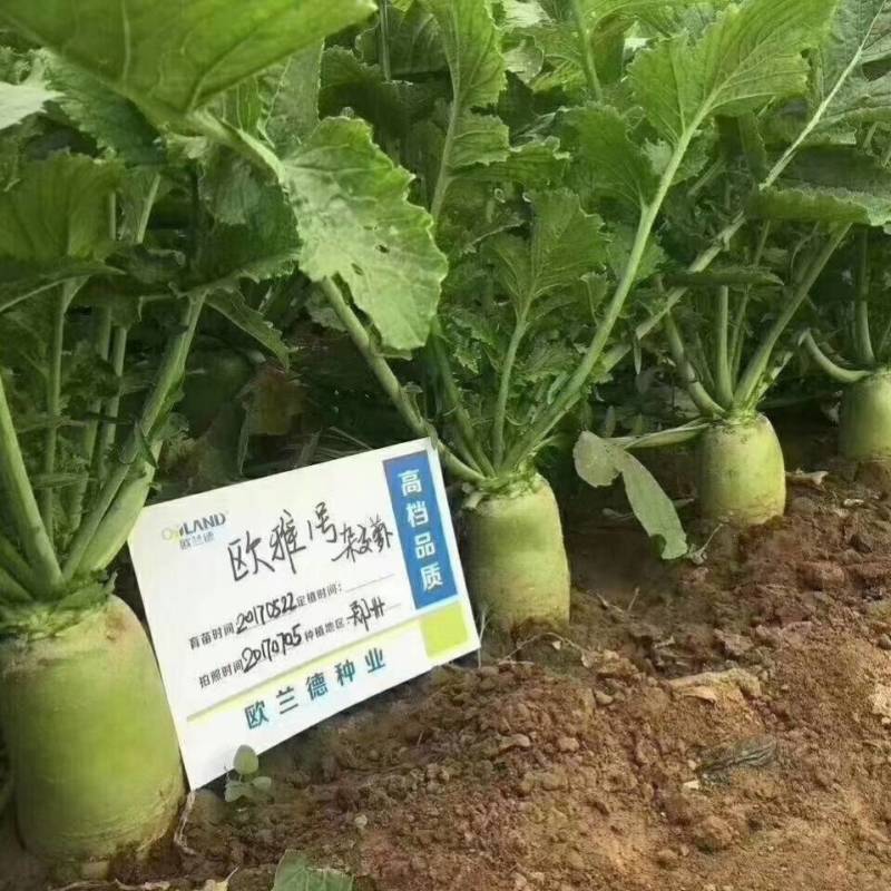 欧雅一号萝卜种子欧雅1号夏季耐热耐抽苔抗热越夏杂交萝卜