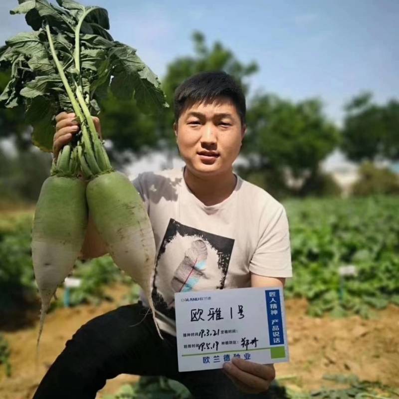 欧雅一号萝卜种子欧雅1号夏季耐热耐抽苔抗热越夏杂交萝卜